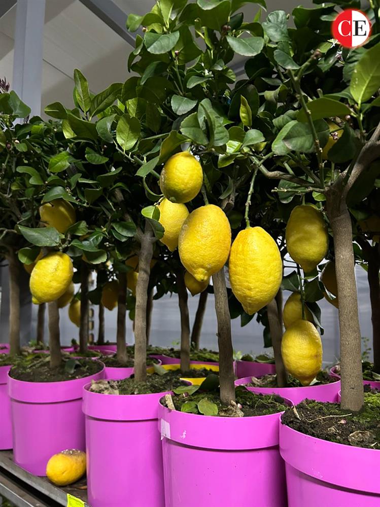 Гарден Центар Ристови