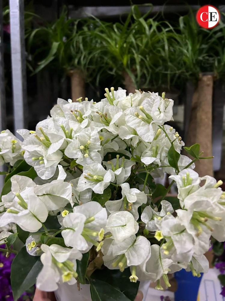 Гарден Центар Ристови