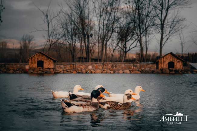 Ресторан Амбиент